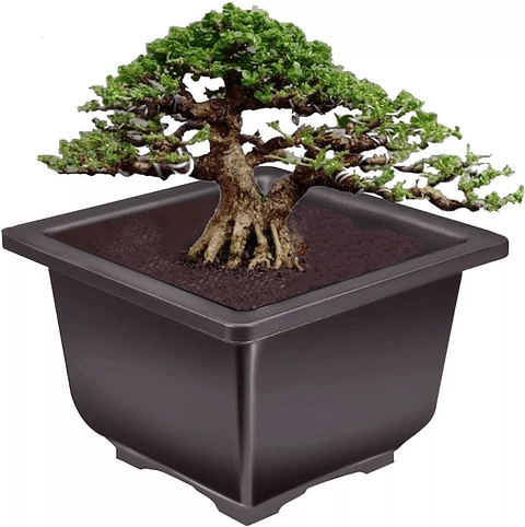 Maceta Plástica de Bonsái Cuadrada 13cm Ancho x 10cm Alto