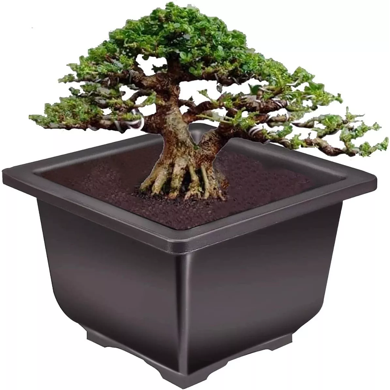 Maceta Plástica de Bonsái Cuadrada 13cm Ancho x 10cm Alto 2