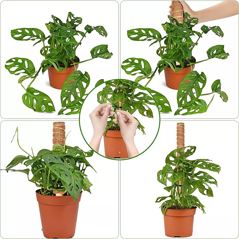 Soporte en Musgo de Coco para Plantas Trepadoras x4 Unidades 3