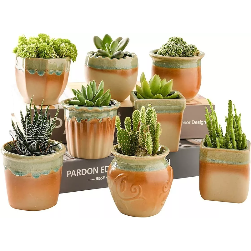 Juego Macetas Cerámica x8 Unid Plantas Cactus y Suculentas 1