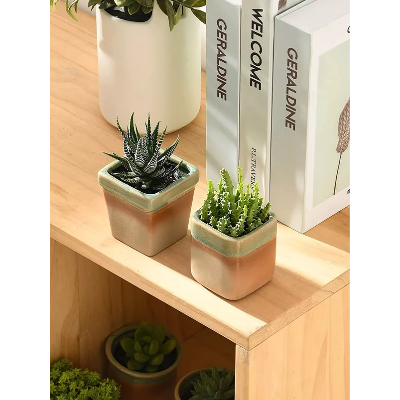 Juego Macetas Cerámica x8 Unid Plantas Cactus y Suculentas 7