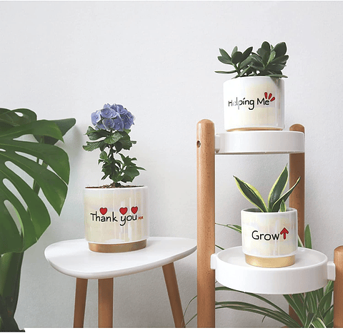 Juego Macetas Cerámica Esmaltada Cactus Suculentas X3 Unid