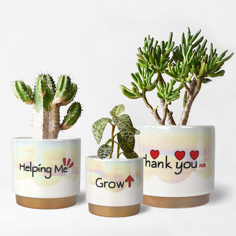 Juego Macetas Cerámica Esmaltada Cactus Suculentas X3 Unid 5