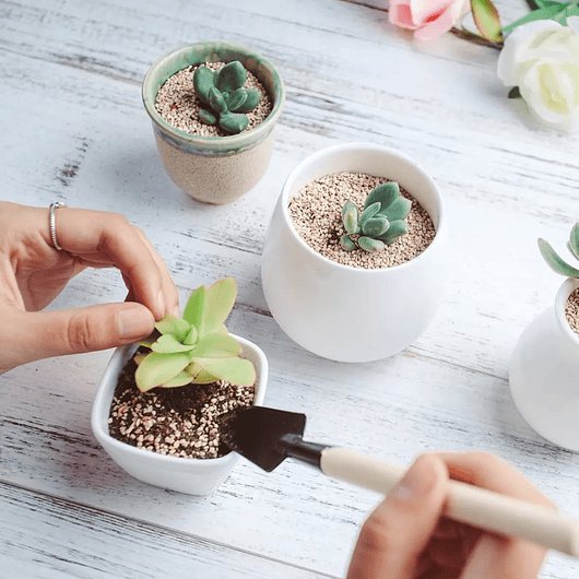 Kit Herramientas Plantas Cactus Suculenta x15 Piezas Azul 3