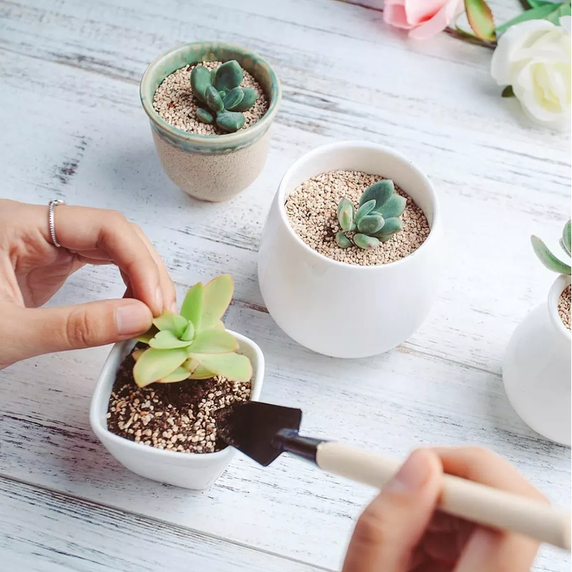 Kit Herramientas Plantas Cactus Suculenta x15 Piezas Azul 3