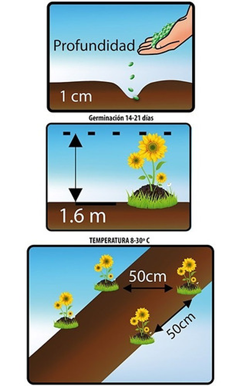 Semillas Siembra Girasol Gigante Amarillo Sobre 99% Pureza