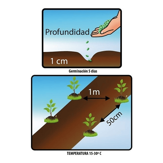 Semillas Siembra de Hortaliza Pepino Cohombro 99% Pureza 3gr 2