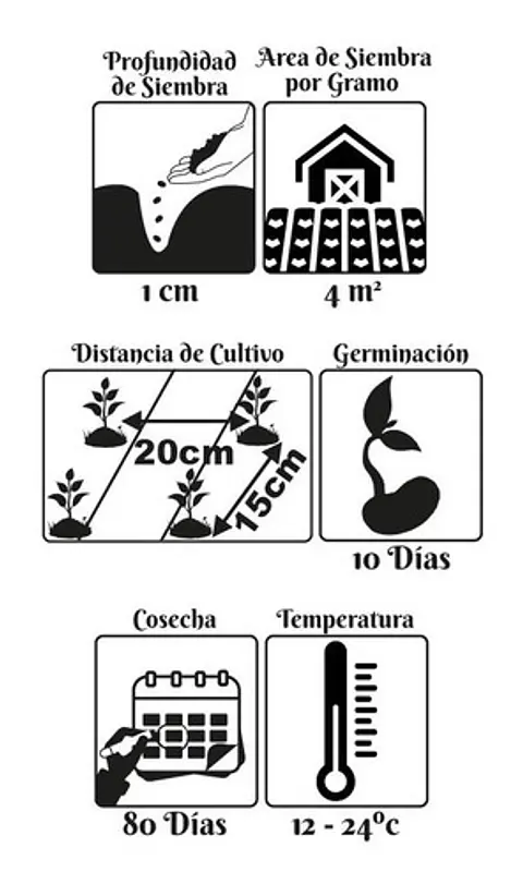 Semillas Orgánicas Siembra Zanahoria Berlicum 99% Pureza