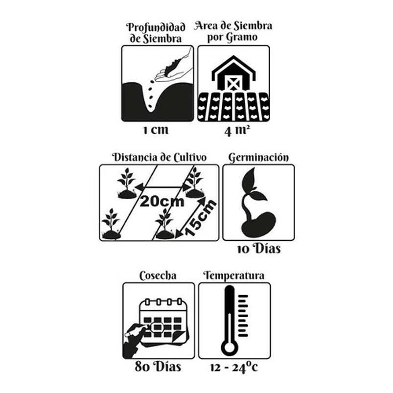 Semillas Orgánicas Siembra Zanahoria Berlicum 99% Pureza 2