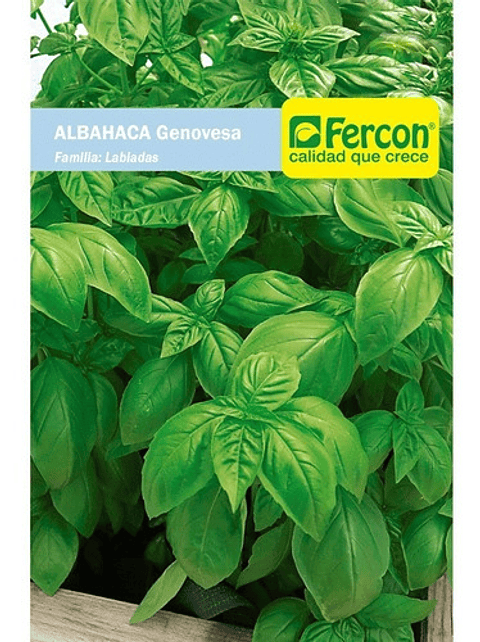 Semillas Siembra Hortaliza Albahaca Genovesa Sobre 99% pureza
