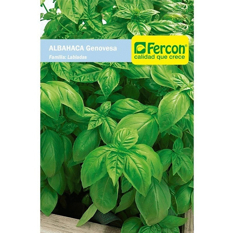 Semillas Siembra Hortaliza Albahaca Genovesa Sobre 99% pureza 1