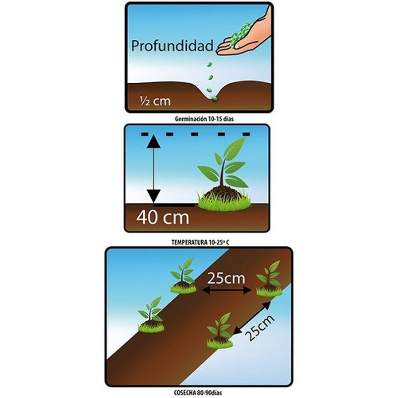 Semillas Siembra Hortaliza Albahaca Genovesa Sobre 99% pureza 2