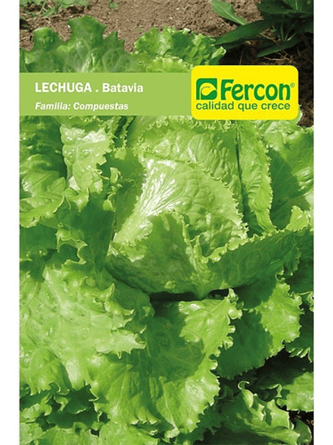 Semillas Hortaliza Siembra Lechuga Batavia Sobre 99% Pureza