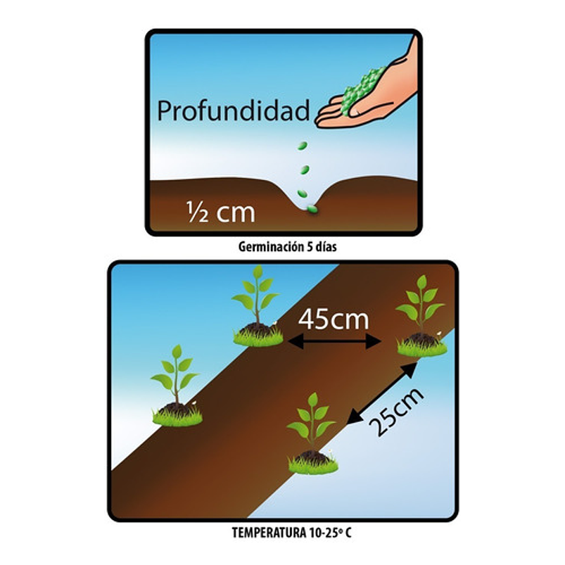 Semillas Hortaliza Siembra Lechuga Batavia Sobre 99% Pureza 3