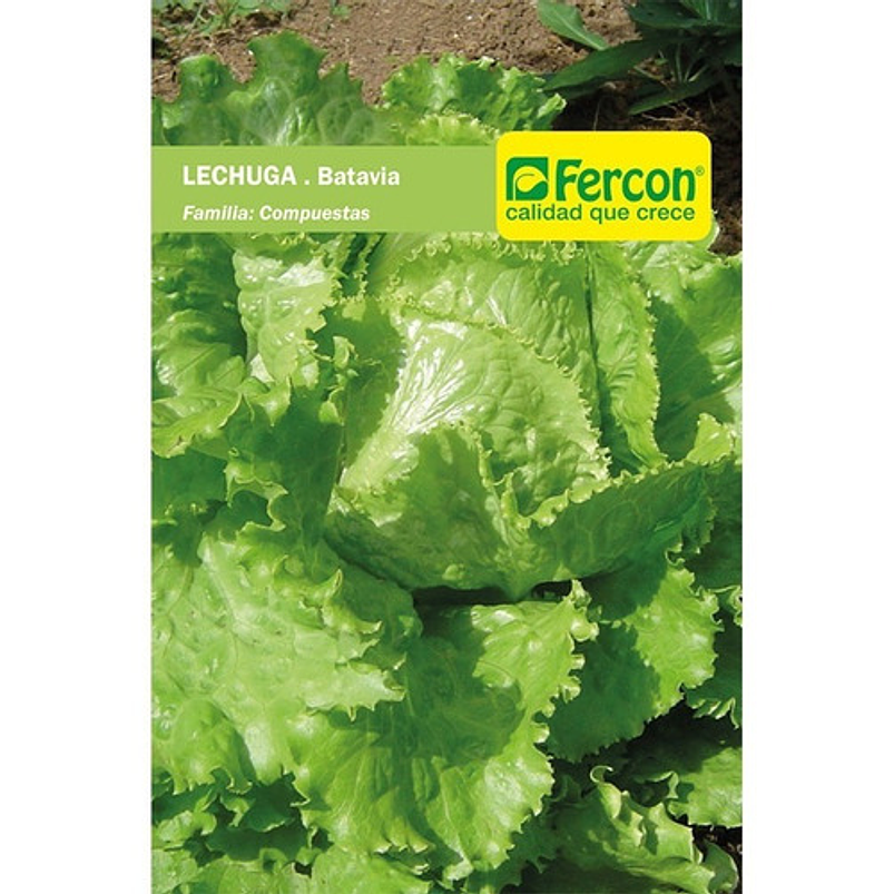 Semillas Hortalizas Lechuga Batavia Sobre x25gr 99% Pureza 2