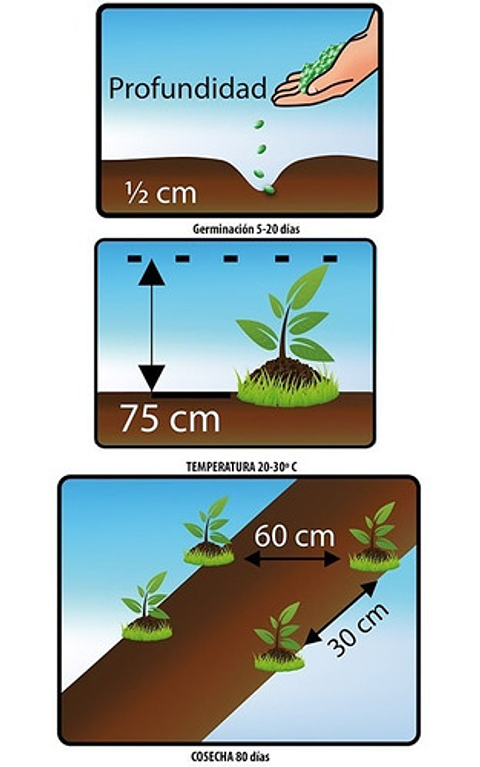 Semillas Hortalizas Siembra Manzanilla Sobre 99% Pureza