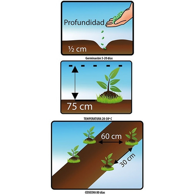 Semillas Hortalizas Siembra Manzanilla Sobre 99% Pureza 2