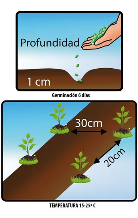 Semillas Siembra Hortaliza Cilantro Común Sobre x25gr