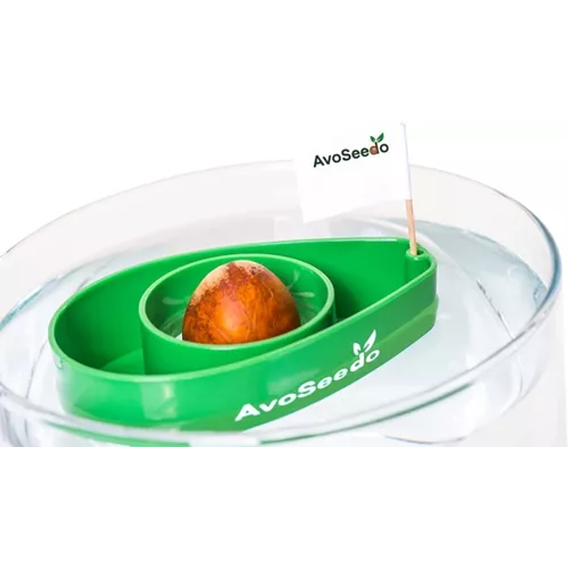 Maceta Soporte Guia Germinación Semillas Aguacate x01 Unid 2