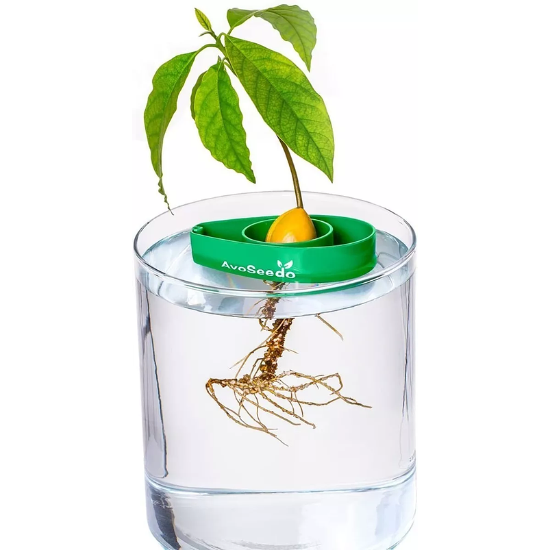 Maceta Soporte Guia Germinación Semillas Aguacate x01 Unid 1