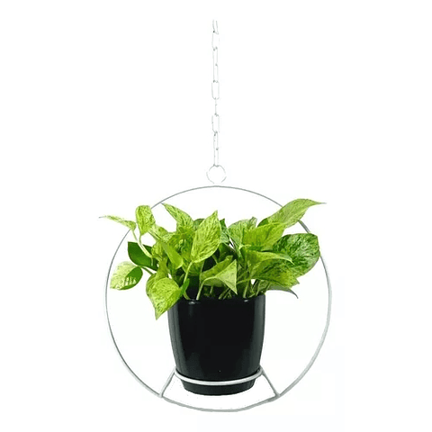 Combo Soporte Colgante y Maceta Plástica más Planta Miami