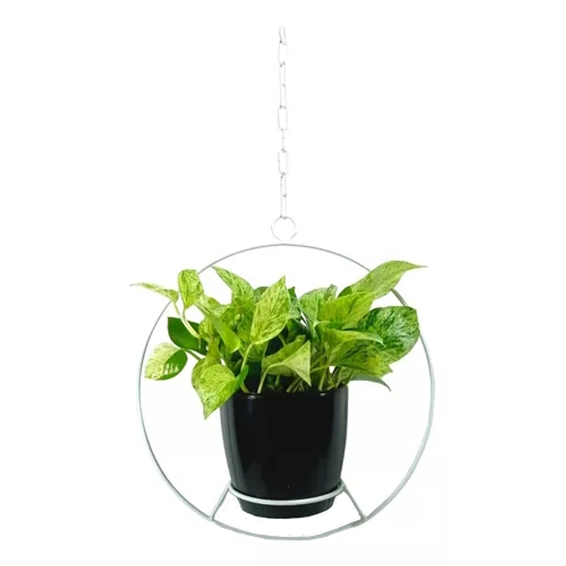 Combo Soporte Colgante y Maceta Plástica más Planta Miami 2