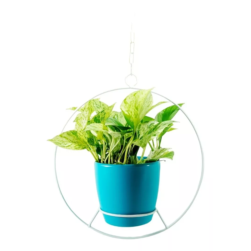 Combo Soporte Colgante y Maceta Plástica más Planta Miami 3