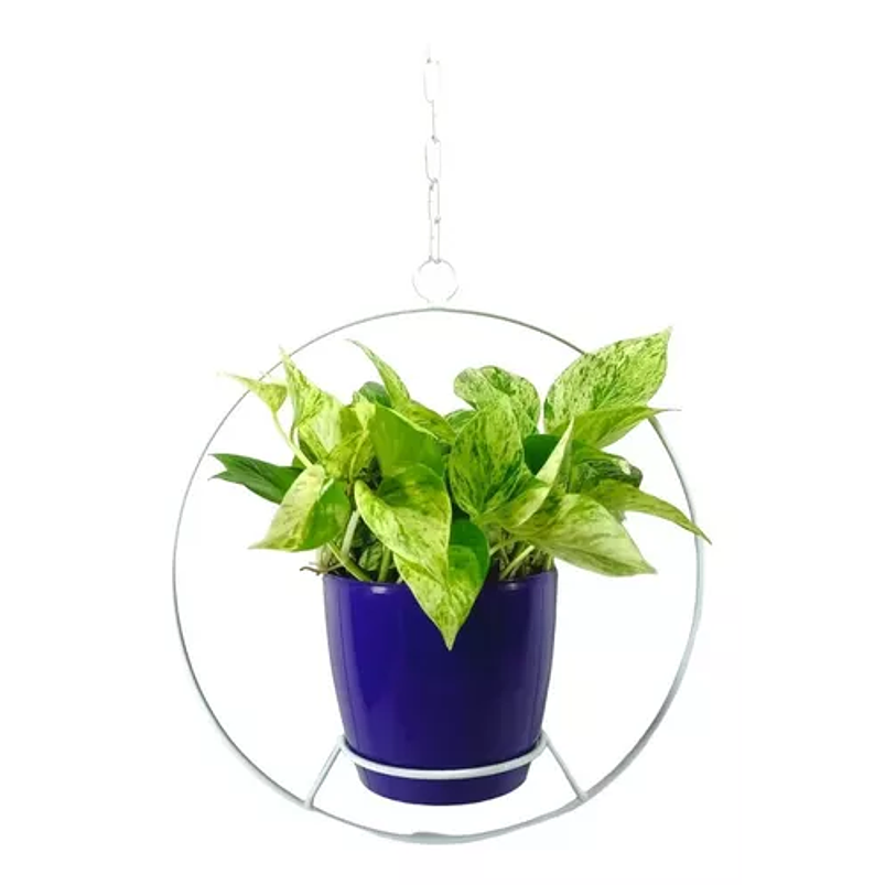 Combo Soporte Colgante y Maceta Plástica más Planta Miami 4