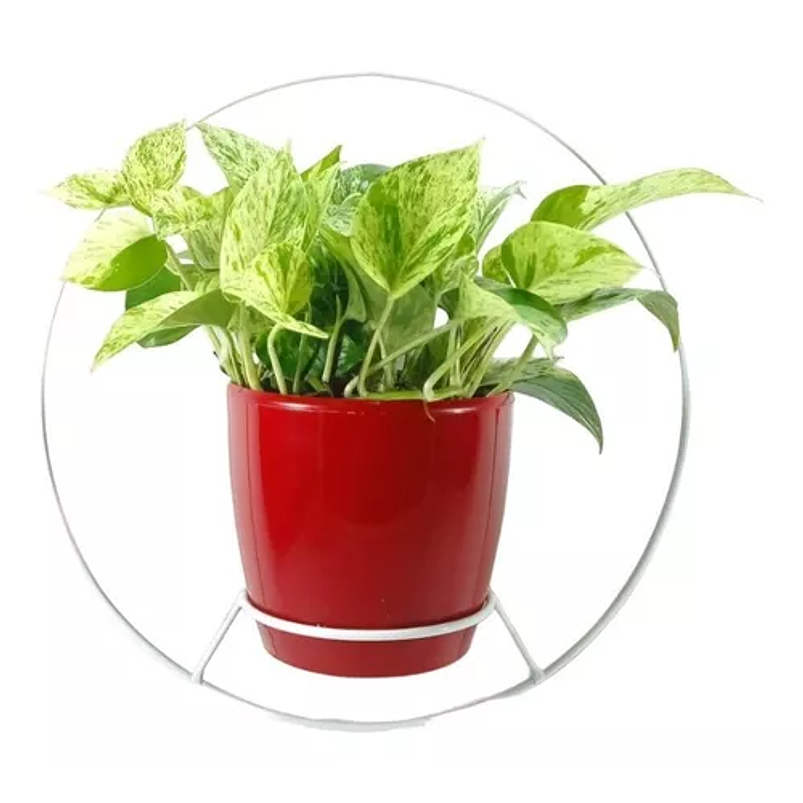 Combo Soporte Colgante y Maceta Plástica más Planta Miami 5