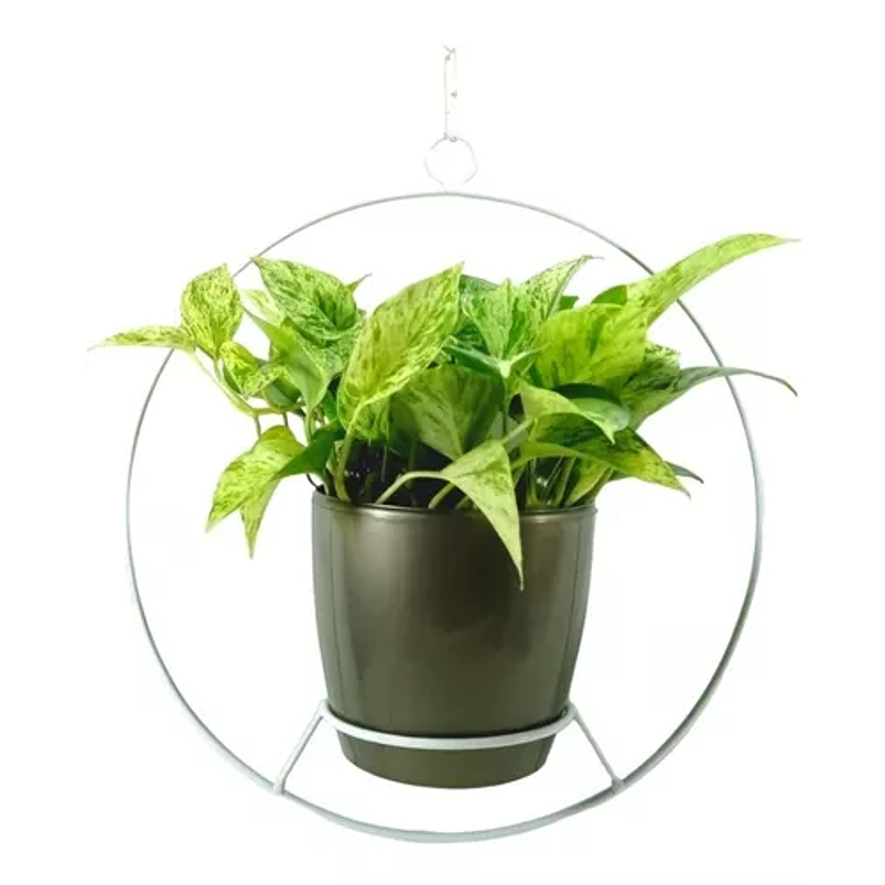 Combo Soporte Colgante y Maceta Plástica más Planta Miami 6