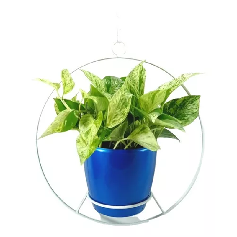 Combo Soporte Colgante y Maceta Plástica más Planta Miami 8