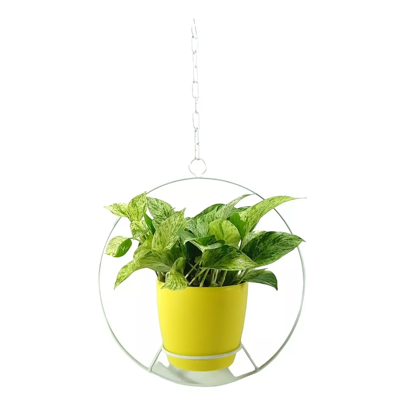 Combo Soporte Colgante y Maceta Plástica más Planta Miami 9