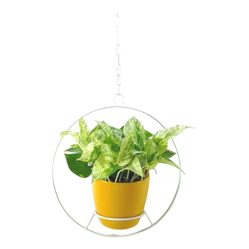 Combo Soporte Colgante y Maceta Plástica más Planta Miami 10