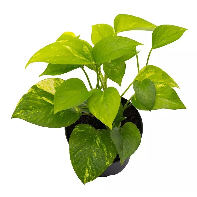 Combo Soporte Colgante y Maceta Plástica más Planta Miami 11