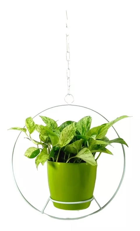 Combo Soporte Colgante y Maceta Plástica más Planta Miami