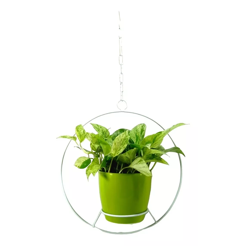 Combo Soporte Colgante y Maceta Plástica más Planta Miami 1