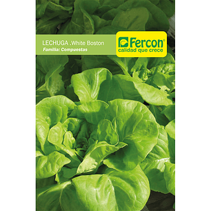 Semillas Hortalizas Lechuga White Boston Sobre 99% Pureza