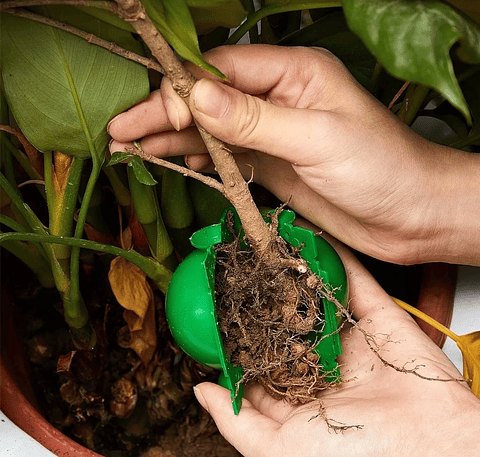 Esqueje Bola Plástica X5 Propagación Raiz Enraizamiento T-s