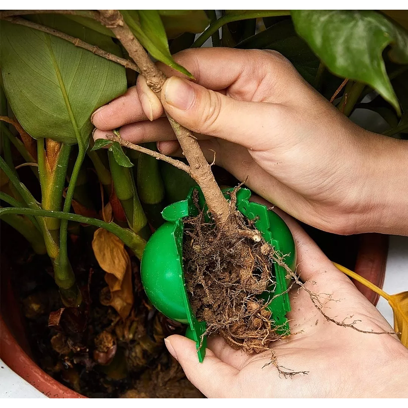 Esqueje Bola Plástica X5 Propagación Raiz Enraizamiento T-s 2