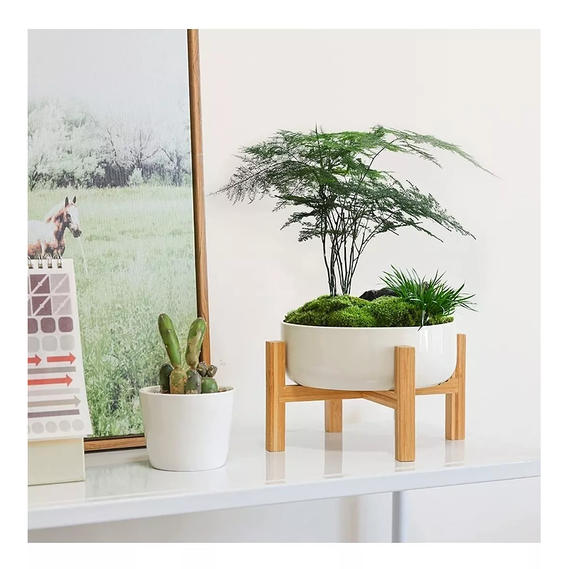 Maceta Cerámica Premium más Soporte Mesa Plantas Suculentas Blanco 1