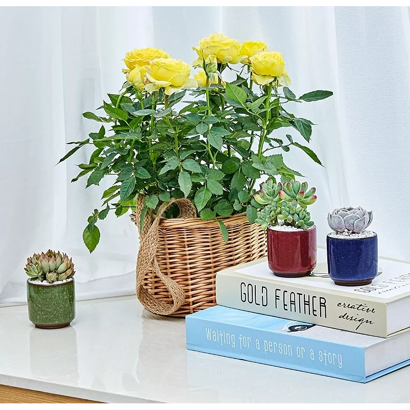 Juego Macetas X8unid Cerámica Fina 6cm Diamx6cm Alto Colores 4