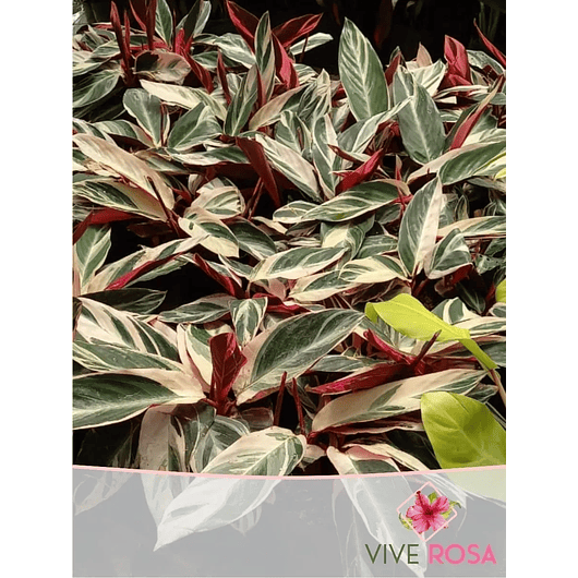 Calathea Triostar En Maceta Tipo Vivero + Sustrato 4