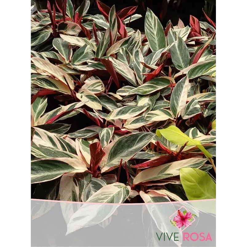 Calathea Triostar En Maceta Tipo Vivero + Sustrato 4