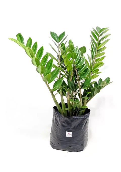 Palma Zz (samioculca) Planta Natural Sustrato Abono Organico