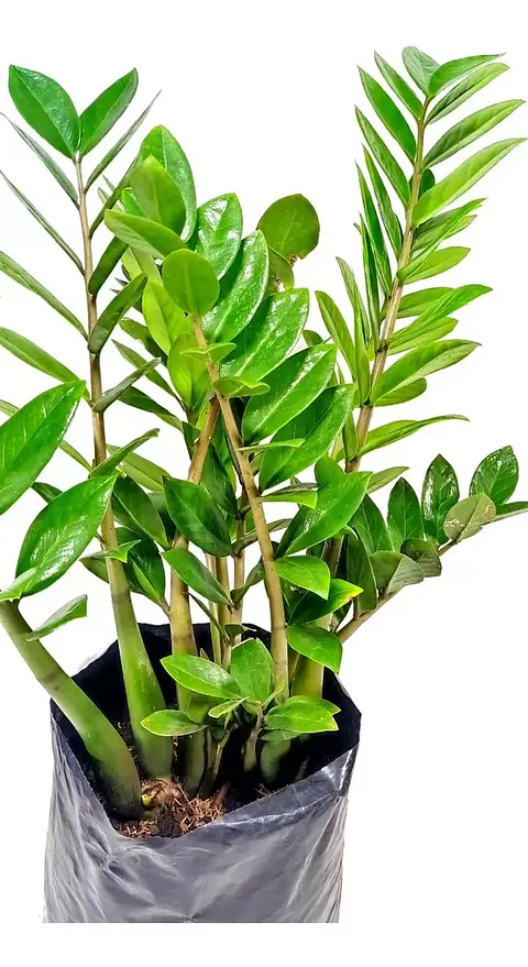 Palma Zz (samioculca) Planta Natural Sustrato Abono Organico