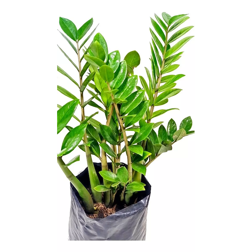 Palma Zz (samioculca) Planta Natural Sustrato Abono Organico 2