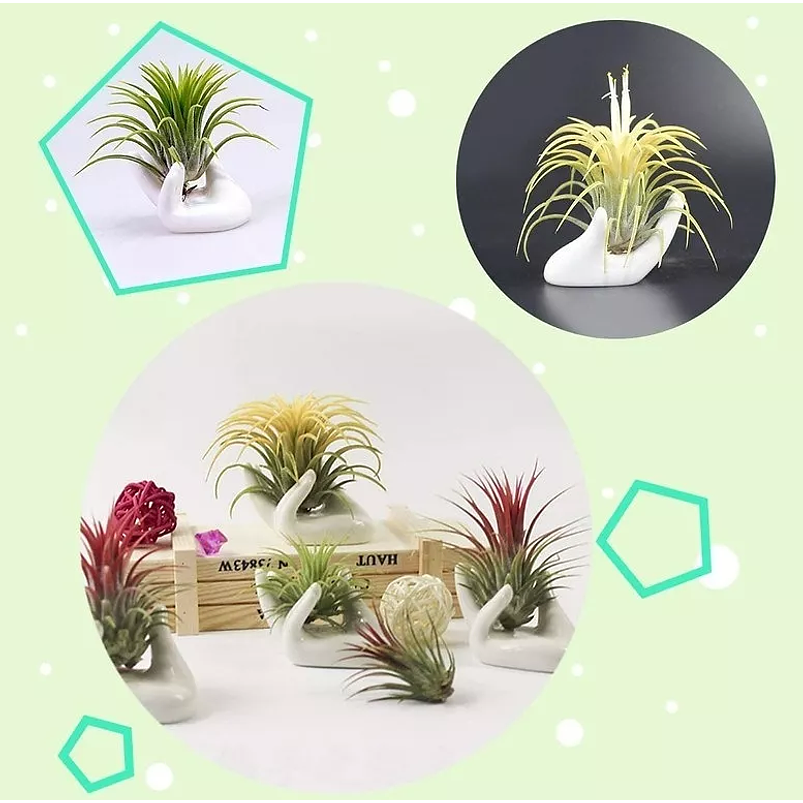 Maceta Para Plantas Aéreas Diseño Mano En Cerámica Fina 5