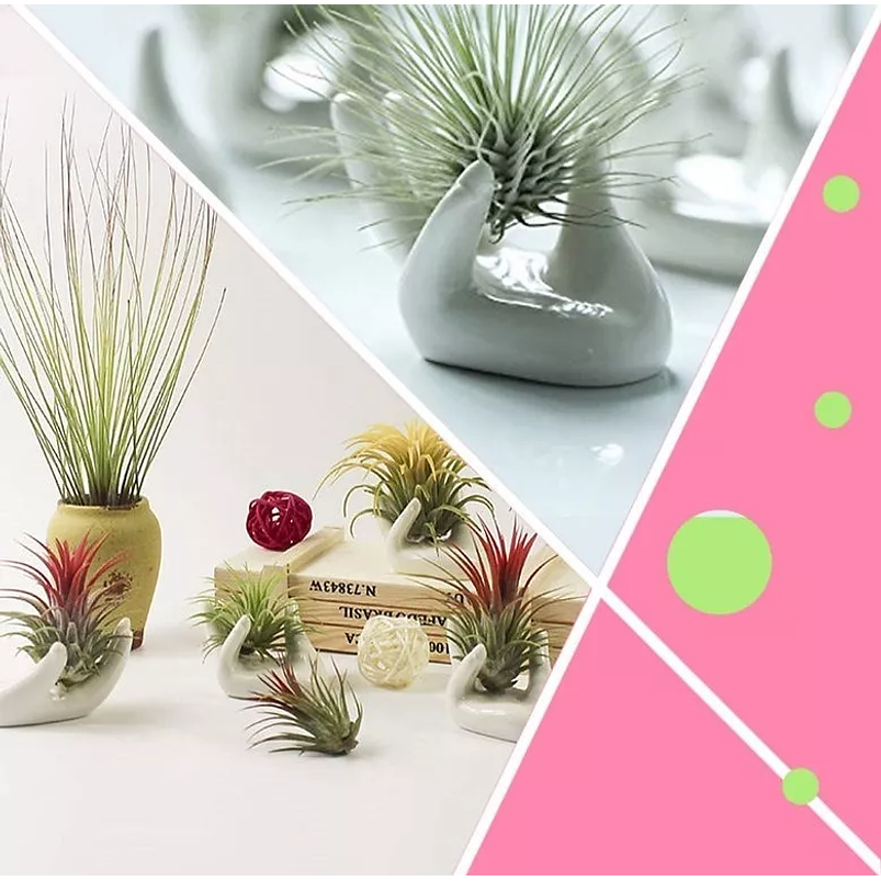 Maceta Para Plantas Aéreas Diseño Mano En Cerámica Fina 6