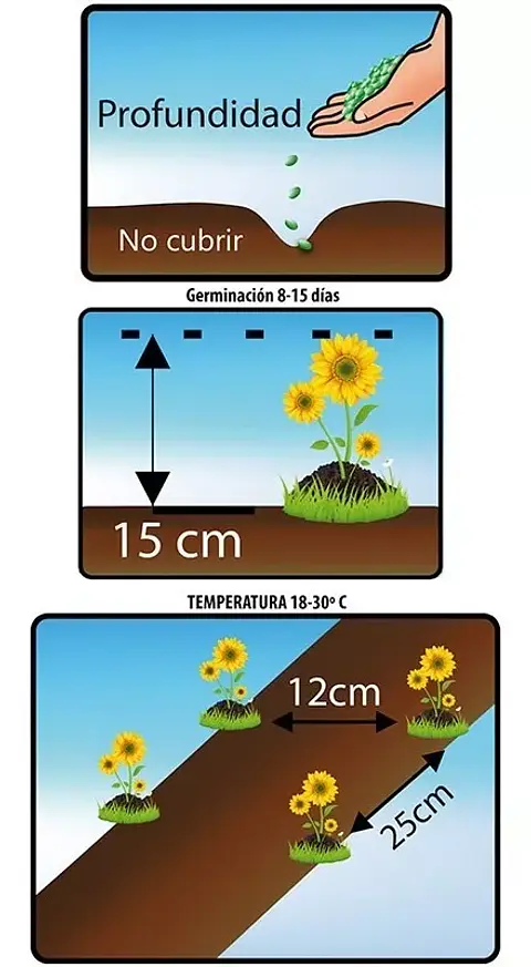 Semillas De Besitos Para Siembra 99% Pureza
