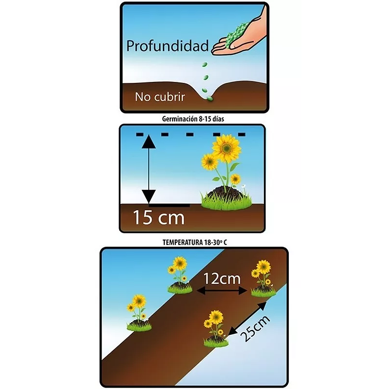 Semillas De Besitos Para Siembra 99% Pureza 2